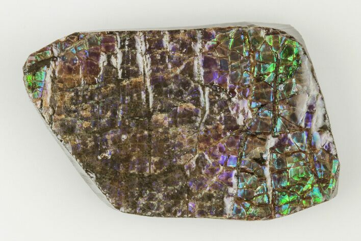 1.75" Iridescent Ammolite (Fossil Ammonite Shell) - Alberta, Canada